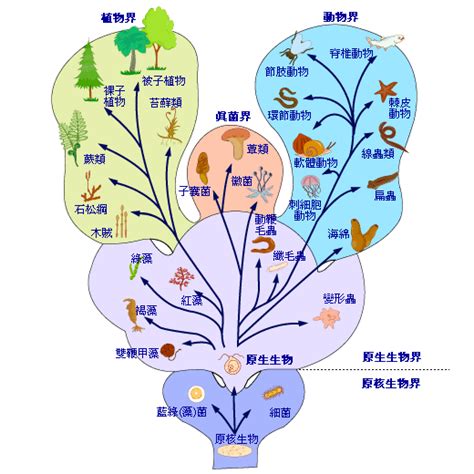 界門綱目科屬種口訣|生物分類:歷史,簡介,原核生物界,原生生物界,真菌界,植。